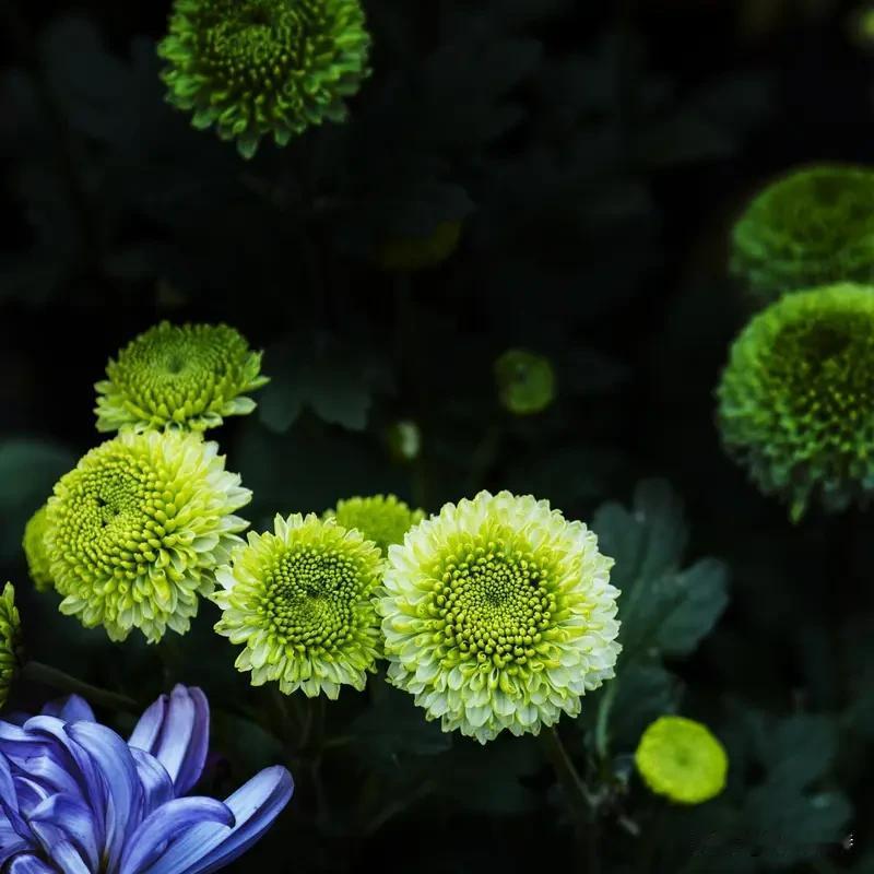 “芦花飞雪一江秋，请君赐墨添彩”，这画面宛如一幅绝美的秋景图，芦花似雪在江上飘飞