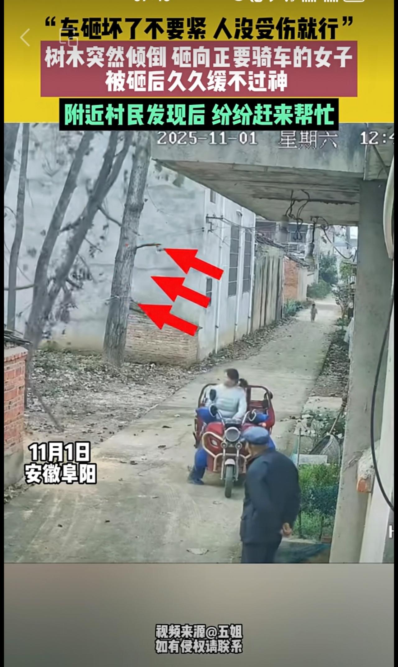 11月1日安徽阜阳，“车砸坏了不要紧，人没受伤就行”，树木突然倾倒，砸向正要骑车