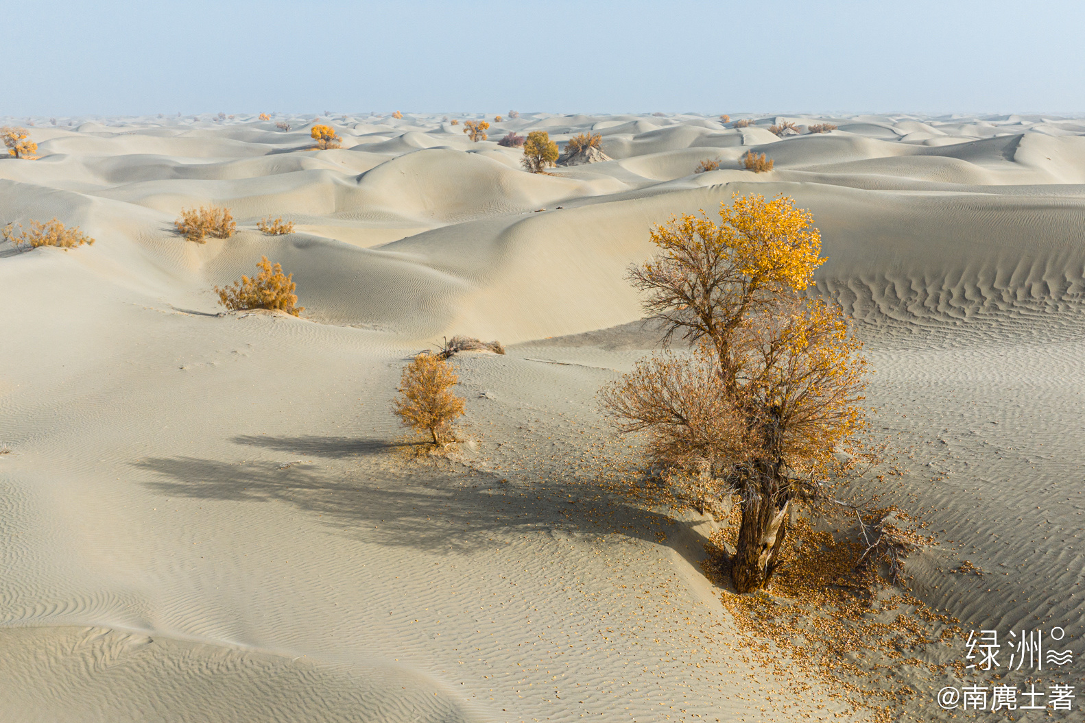 沙漠胡杨 新疆｜塔克拉玛干#大美新疆#  