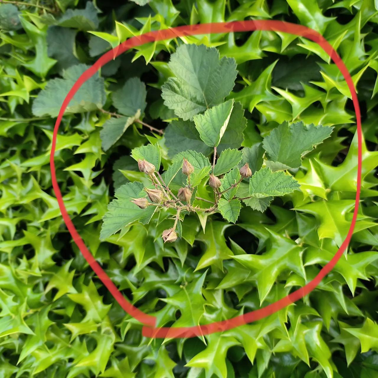 这红红的漂亮的果子，是在小溪边的树丛里找到的，这种植物最喜欢和别的植物共生，然后