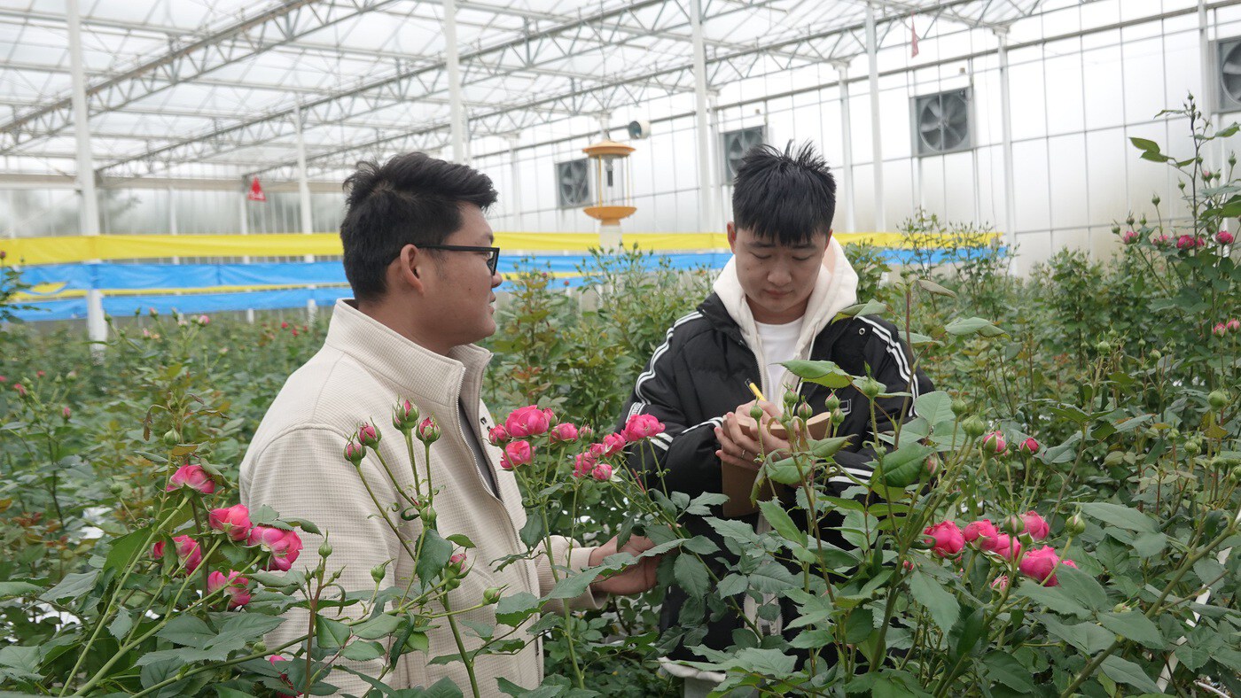 开远：深耕细作一朵花 产业富民一座园