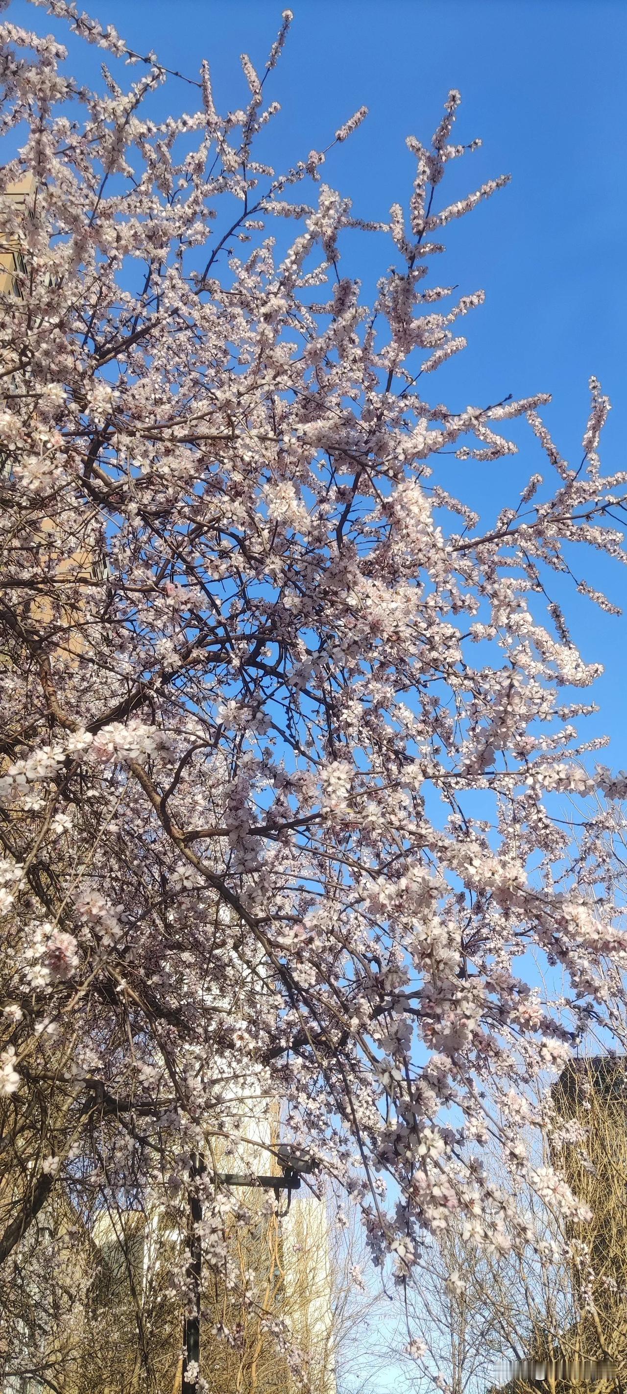 春日生活打卡季