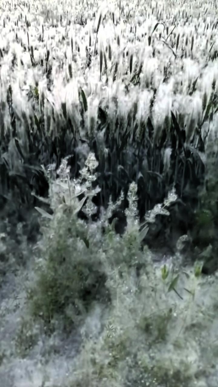 快来瞅瞅，山东特产！

特别亲热人，只要出门，毫不客气地糊你嘴；迷你眼睛；钻你鼻