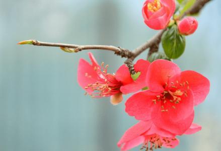 出句：风报花贫红借日（雪浪）
