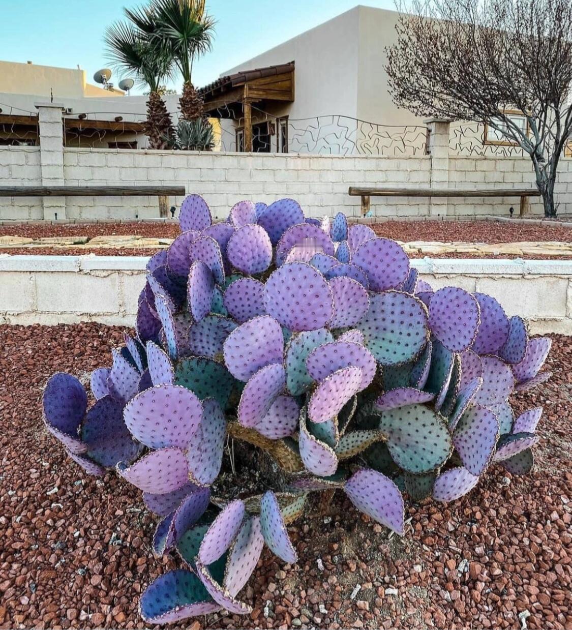 在江西地区的庭院里，有一种独特且好养的植物——圣丽塔仙人掌（Opuntia sa
