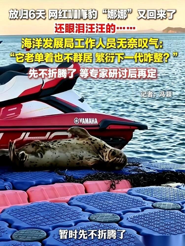 9月14号，大连长海县放归了6天的斑海豹娜娜，自己游回了大长山岛。
在这6天里，