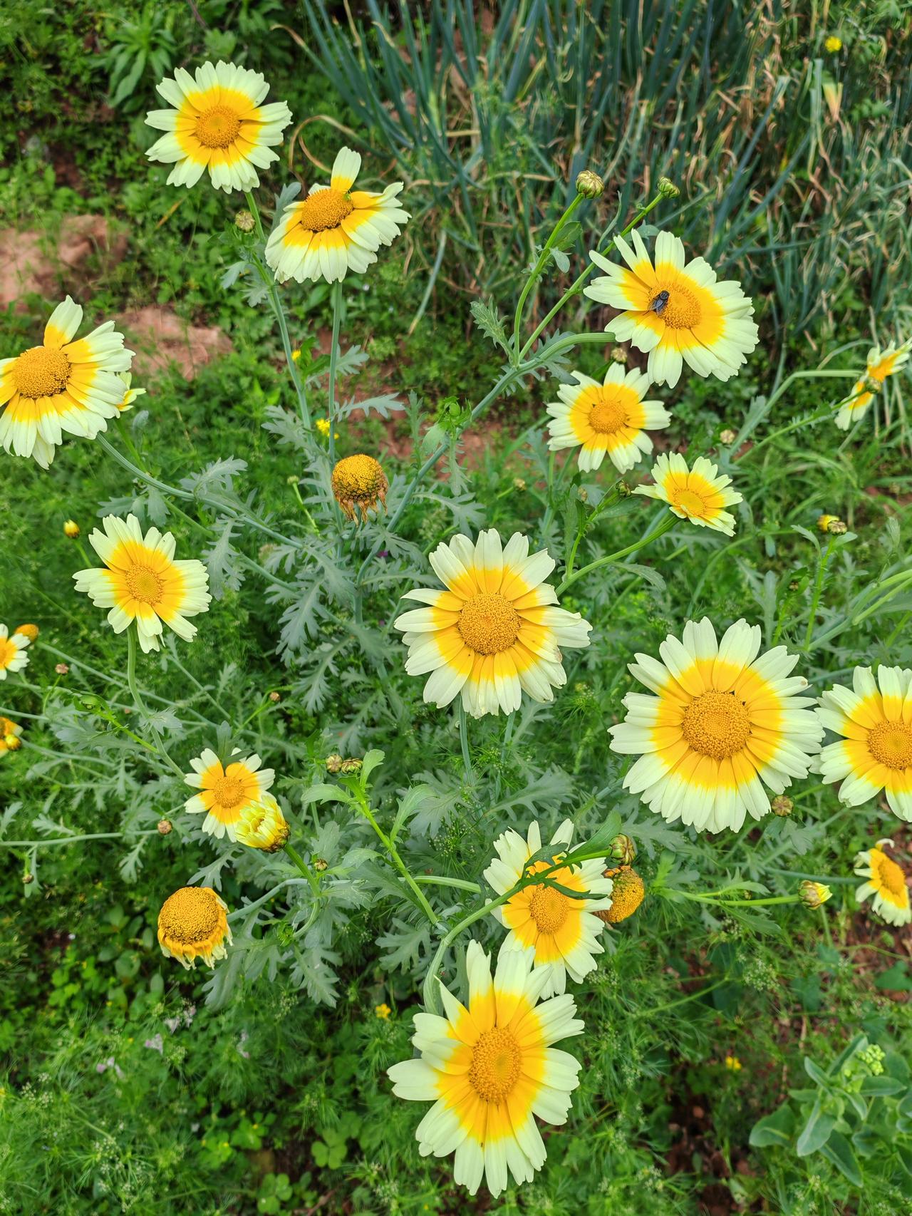 两株野菊花在菜园边的空地上悠闲地生长！菜园里的豌豆已快成熟了，豆荚很饱满，还是绿