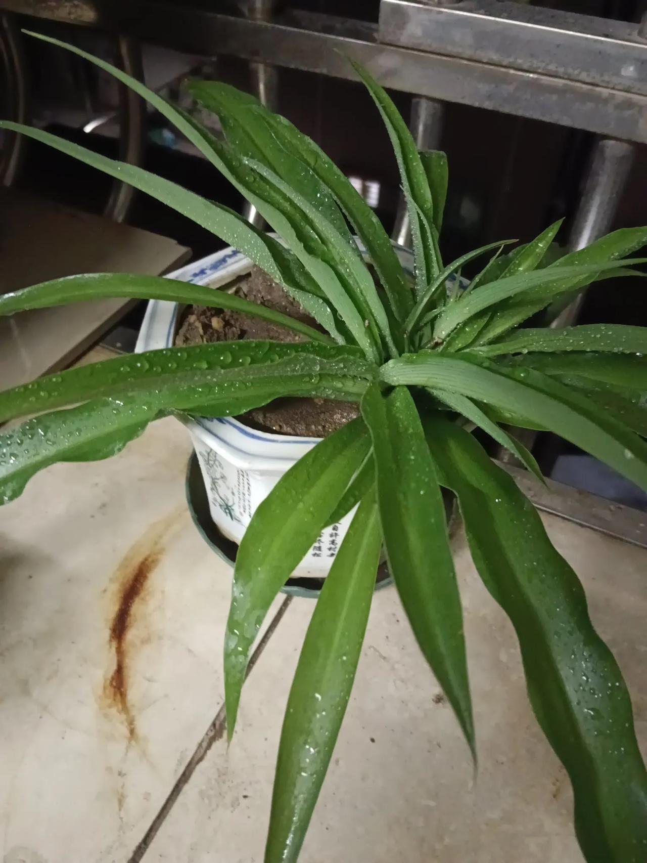 哪位花友知道这玩意叫啥名路边挖回来的，看它皮实好养，小小的一颗发这么大了[捂脸]