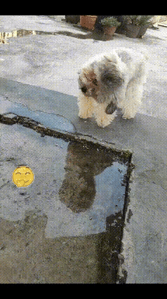 万万没想到，小狗也会有颜值焦虑？
        院子一处浅浅积水，它直接把水面