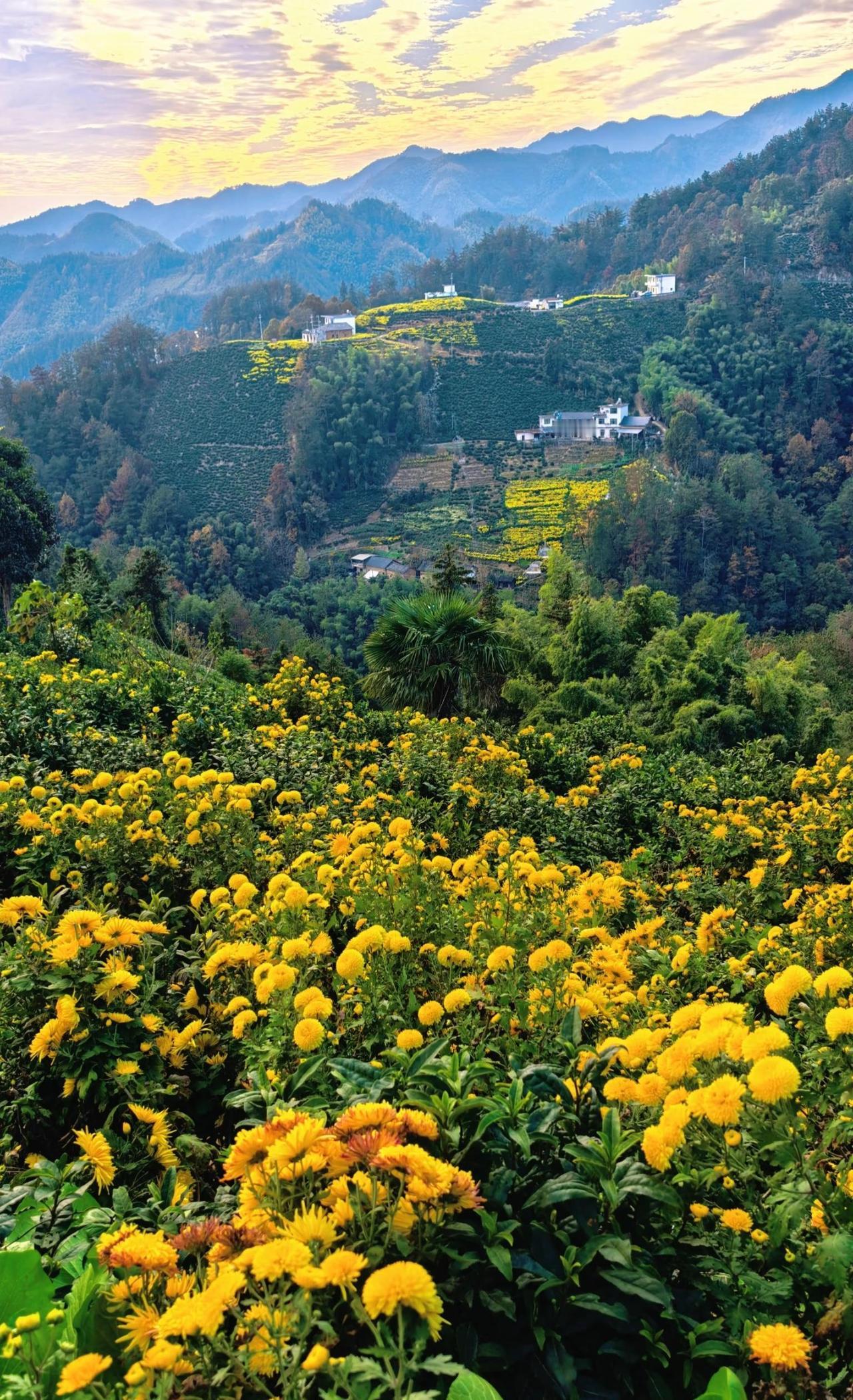 皖南自驾——横心岭（11.13）
你看那山野中开满的菊花
每一朵都像你一样的娇艳