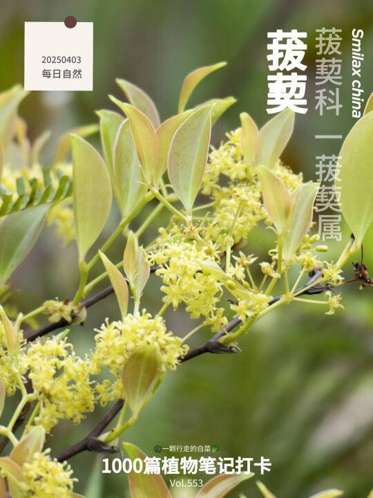 植物笔记553｜开满菝葜小花的山坡