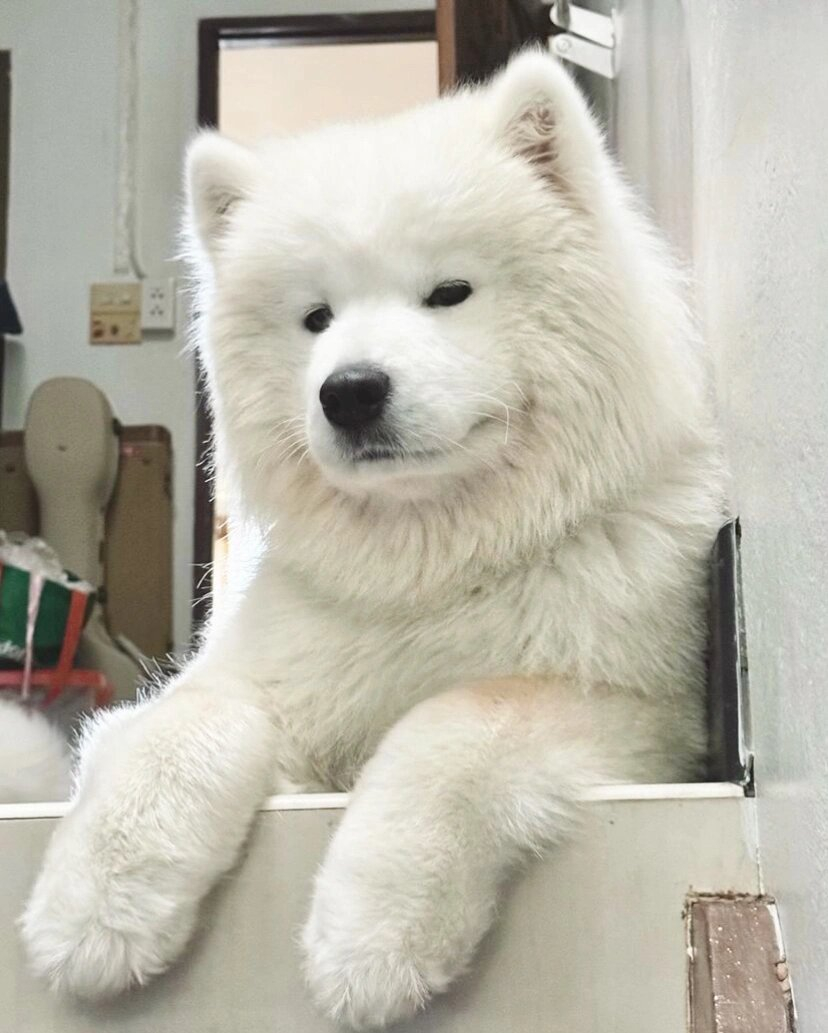 怎么这么晚才回家？身上怎么有别的小狗味！ 