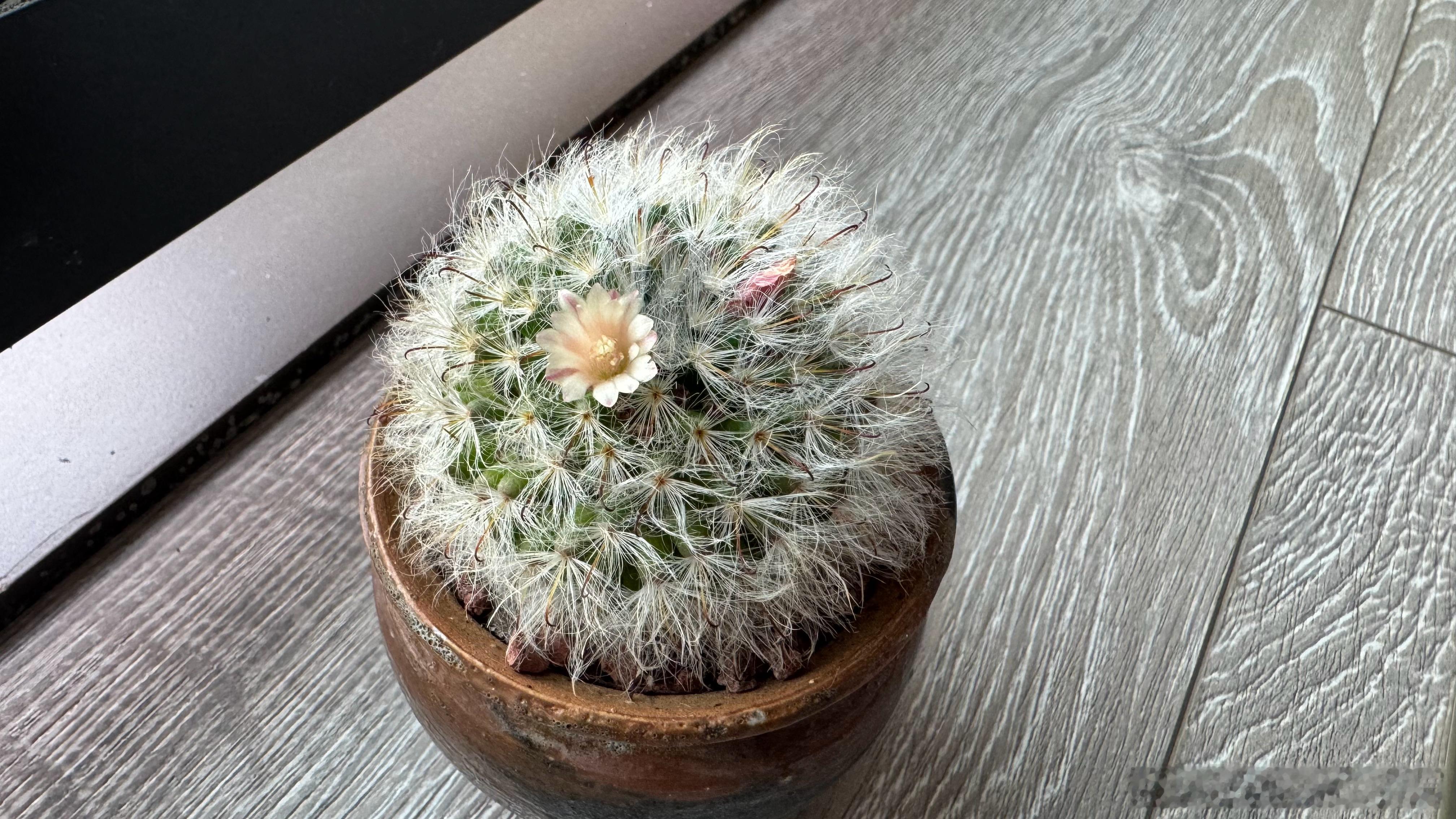 哇 这是仙人球小宝开花啦？！[送花花][送花花][送花花]六月健健康康 天天开心