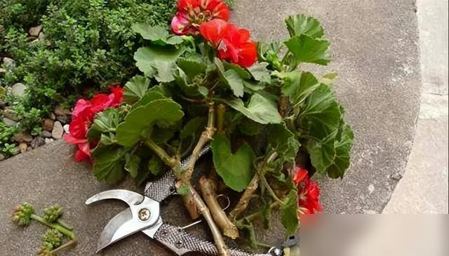 天啊！今年夏天热得阳台的天竺葵都快“中暑”掉叶子了！最近好多花友愁天竺葵黄叶烂根