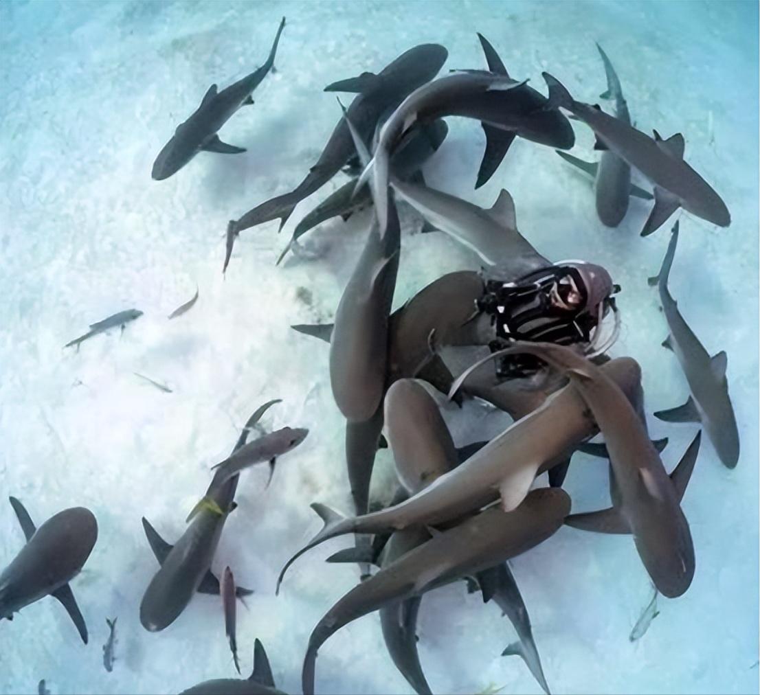 1996年，一名美女潜水员在海里游泳时，遇到了一条嘴里含着挂钩的鲨鱼，好心的女子