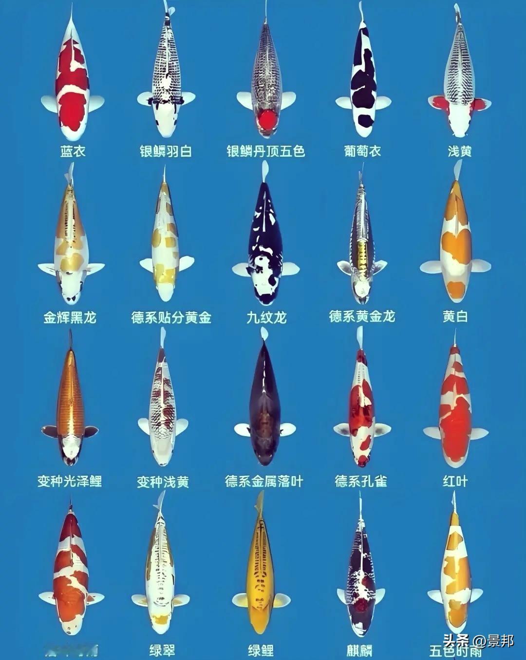 养鱼必看！锦鲤到底分多少种？带你认全这些“水中活宝石”！

一提到锦鲤，大家脑子