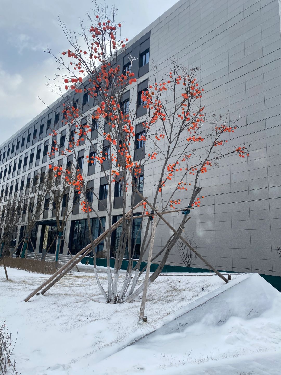 万事皆顺遂，好柿会花生