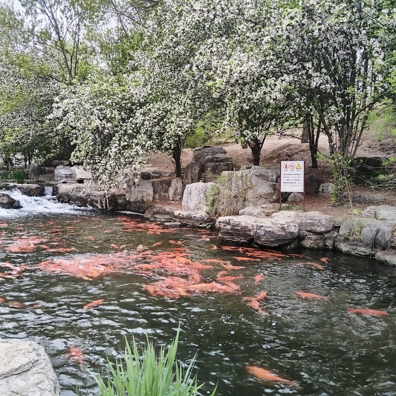 早晨的奥森。溪水、海棠和锦鲤。