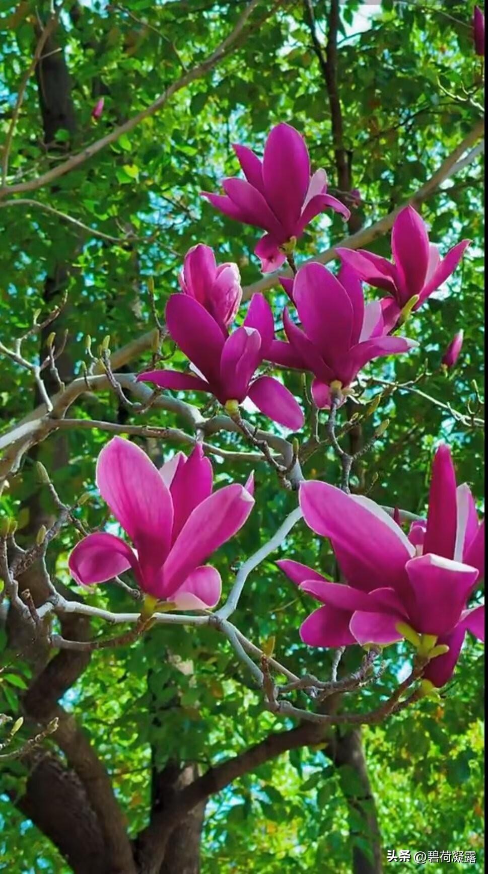 初春的玉兰花，绽放在明媚的春阳下，随风摇曳，多姿多彩，红艳艳，美缤纷，入眸让人为