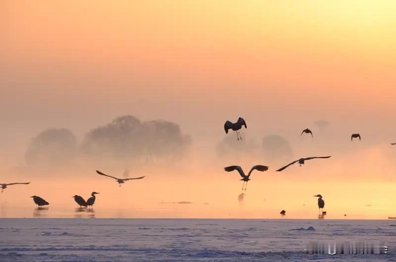 2025观鸟日记 2025年某月某日，天气晴。今天去了城郊的湿地观鸟。刚到那，就