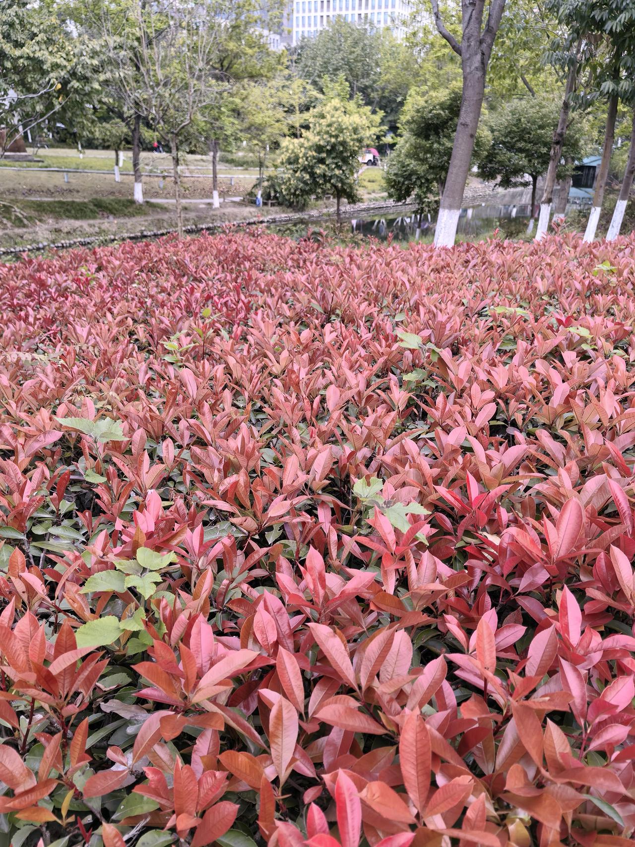 在成都高新区寸土寸金的核心地带有一大块美丽如画的世外桃园
  该生态园介于益州大