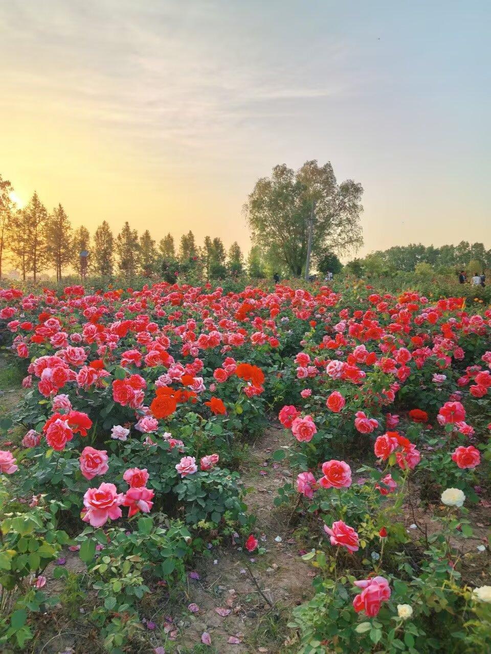 清晨茉莉花清香，塘上芙蕖尚盈盈。
岭上幽兰待清风，东篱独菊默无声。
庭前有梨霜如