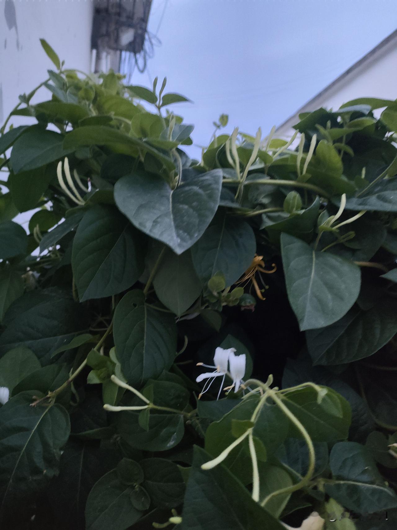 菊花和金银花哪个好，这得看具体需求。
我上火喉咙痛的时候，喝金银花茶就很管用。金