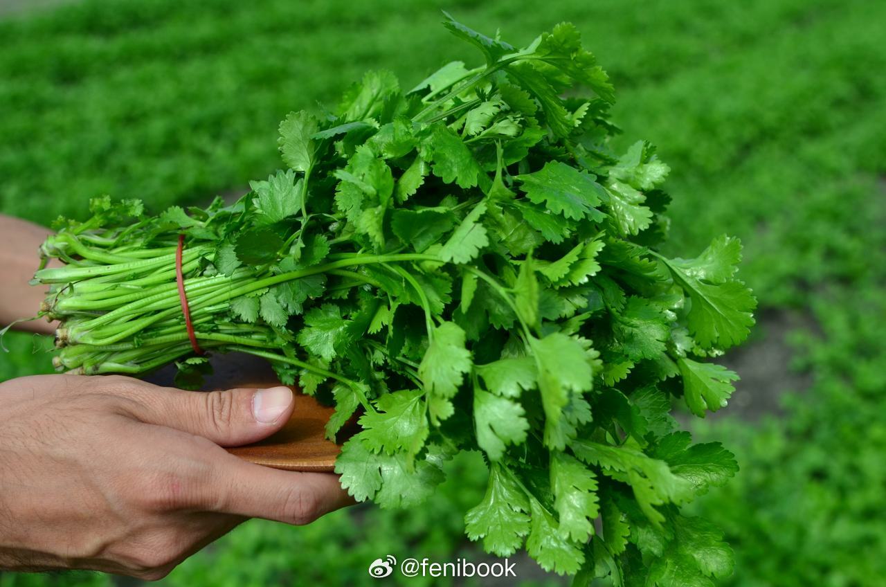 每个人说一样最难吃的东西我先来：芫荽！ 