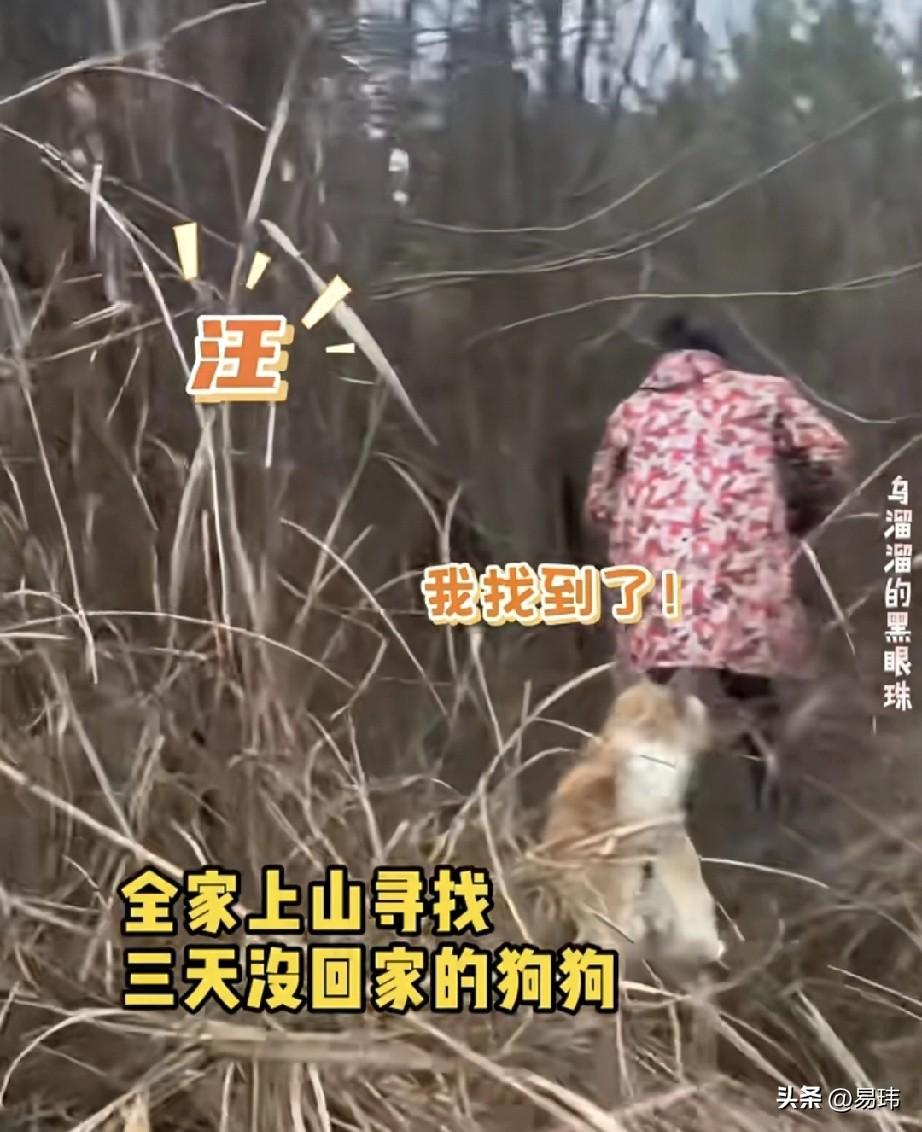 泪目了！一位阿姨家养了一只狗狗，平时就非常听话，看家护院样样精通，家人也很喜欢它