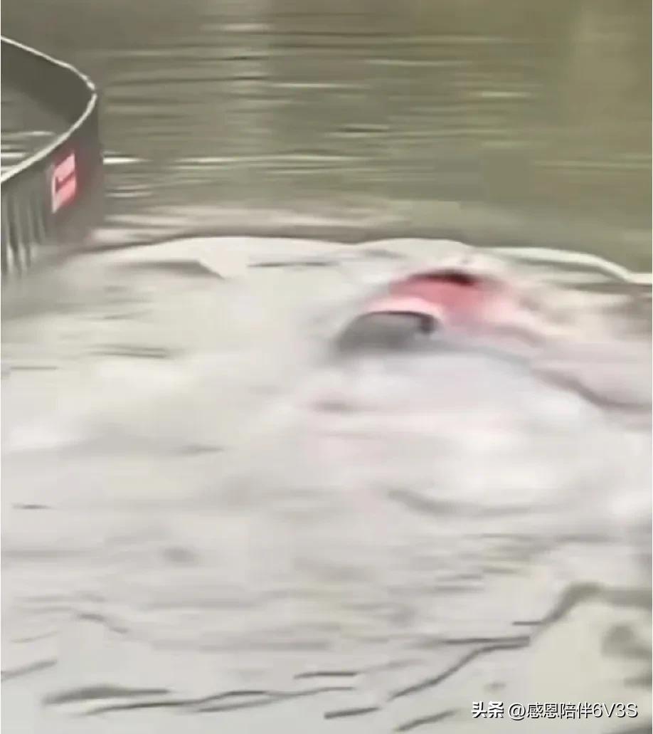 成都这洪水里的“显眼包”可真不少！但那水是真脏啊！想起我奶奶当年在达州泡了脏水后