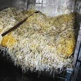 毒食材又露头！
几毛钱一斤的豆芽，
竟藏着暴利黑套路
 
           