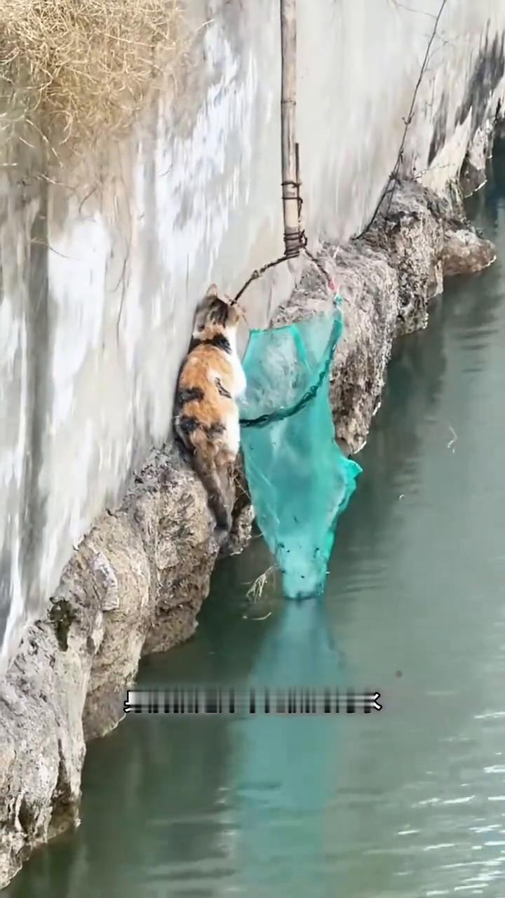 救援落水猫咪。
原来总有人在我们看不见的地方悄悄爱着这个世界。路过河边时撞见这一