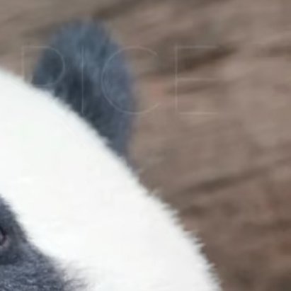 熊猫守护者 心有格局，行有温度存善念，行善事，守初心愿每一份坚持都被时光善待。 