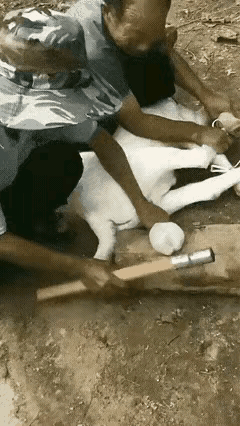 见过虐猫虐狗和虐人的
没有见过这么虐羊的
要么直接把羊杀了
砍了脚和头
这么将羊