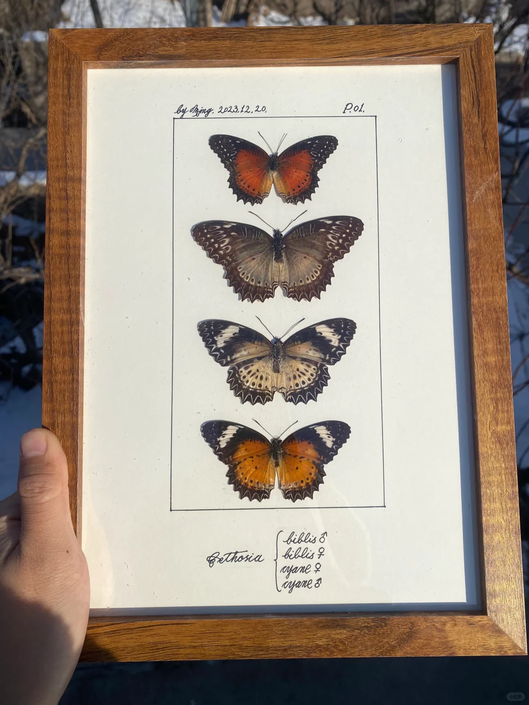 红锯蛱蝶和白带锯蛱蝶