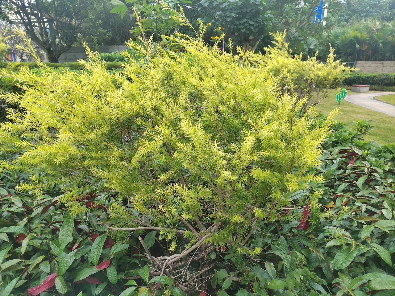 冬日生活打卡季 自然之美 绿意盎然的植物，红绿相间的叶片，生机勃勃，自然之美尽收