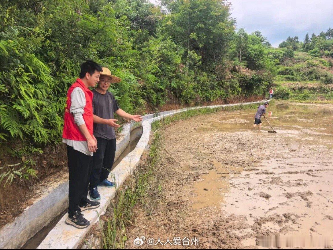 丽水青田农技专家教抛秧技能服务助丰收告别累人低效人工插秧，青田推广钵苗抛秧新模式