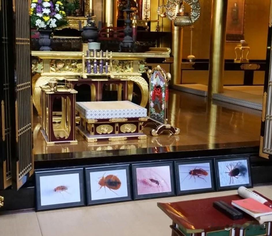 日本研究员神情庄重祭拜亡虫 ，杀虫剂厂一年一度超度实验蟑螂！

据多家外媒综合报