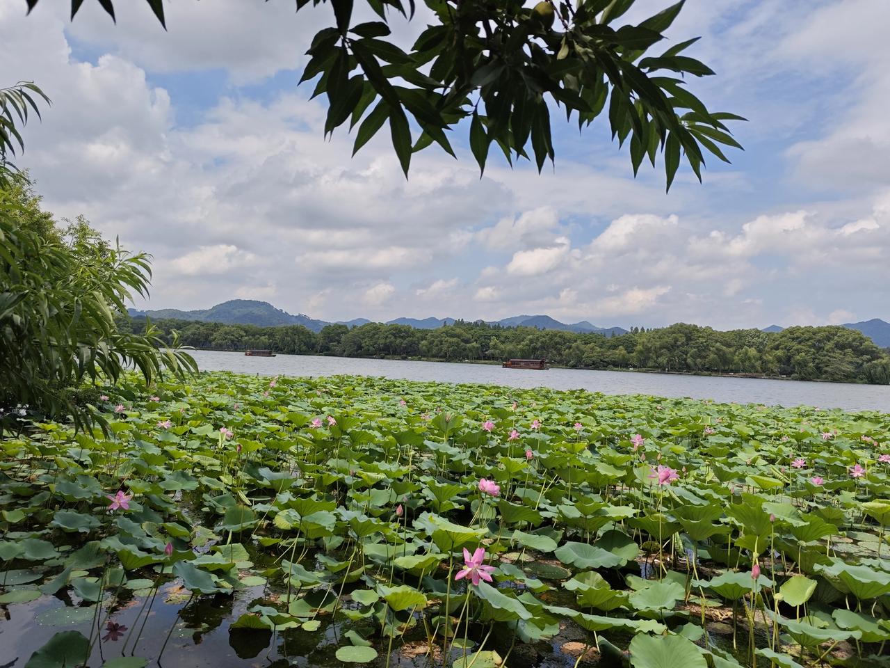 杭州孤山公园荷花密集，花色艳丽，绝对是拍照天花板看那成片的莲花，鲜艳夺目，360