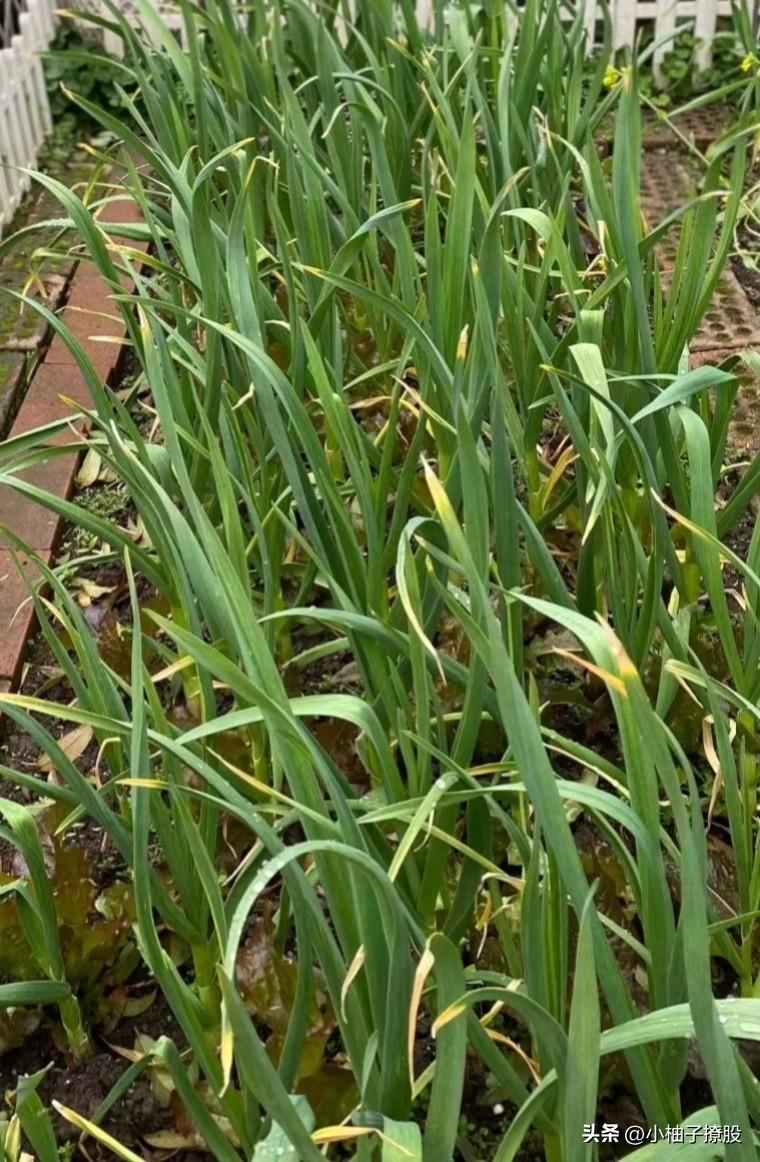 外围昨晚又大跌，如果老是盯着外围的涨跌以及消息面去炒股，我建议还是别炒了，他们摩