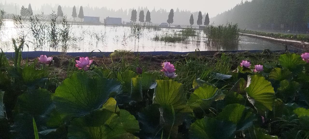 ，什么花都行