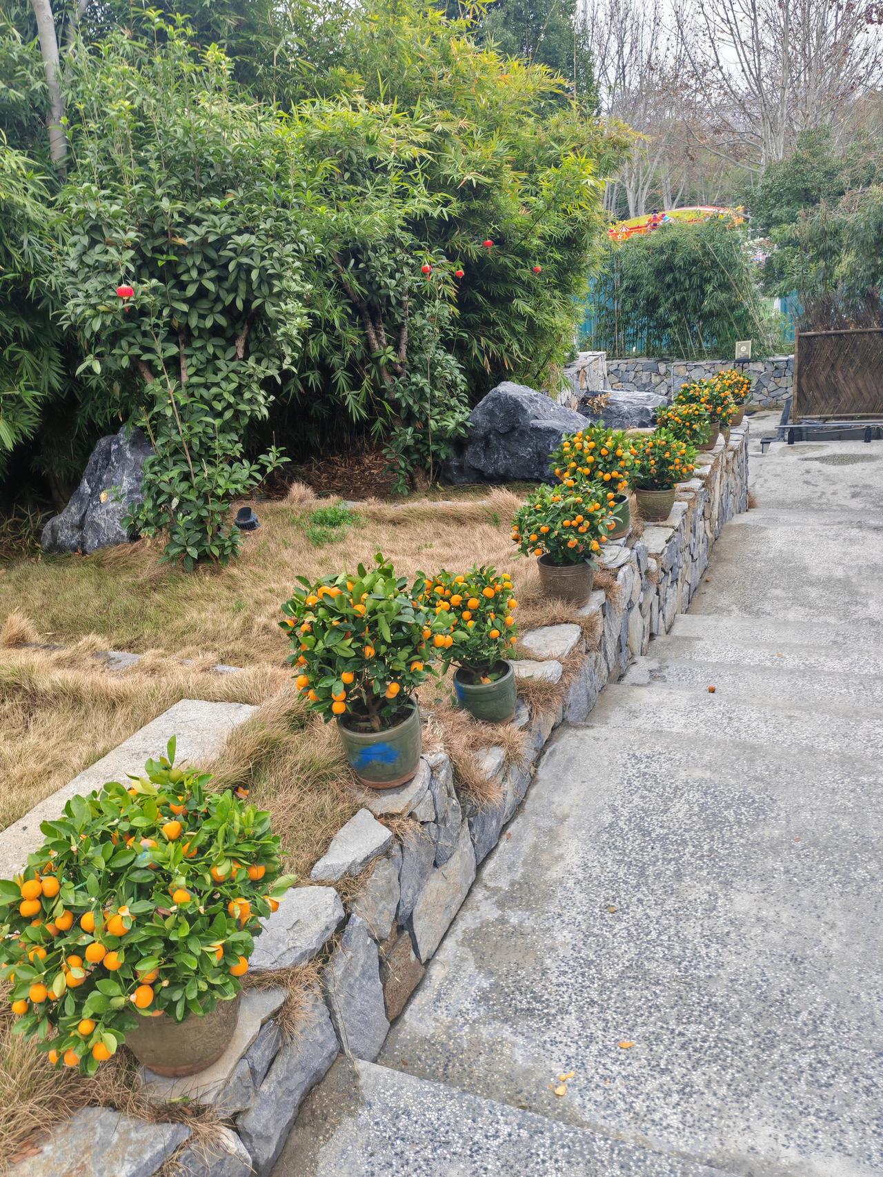 新年生活图鉴金桔盆景，祝大家大吉大利发大财，开心快乐，幸福安康，万事如意。