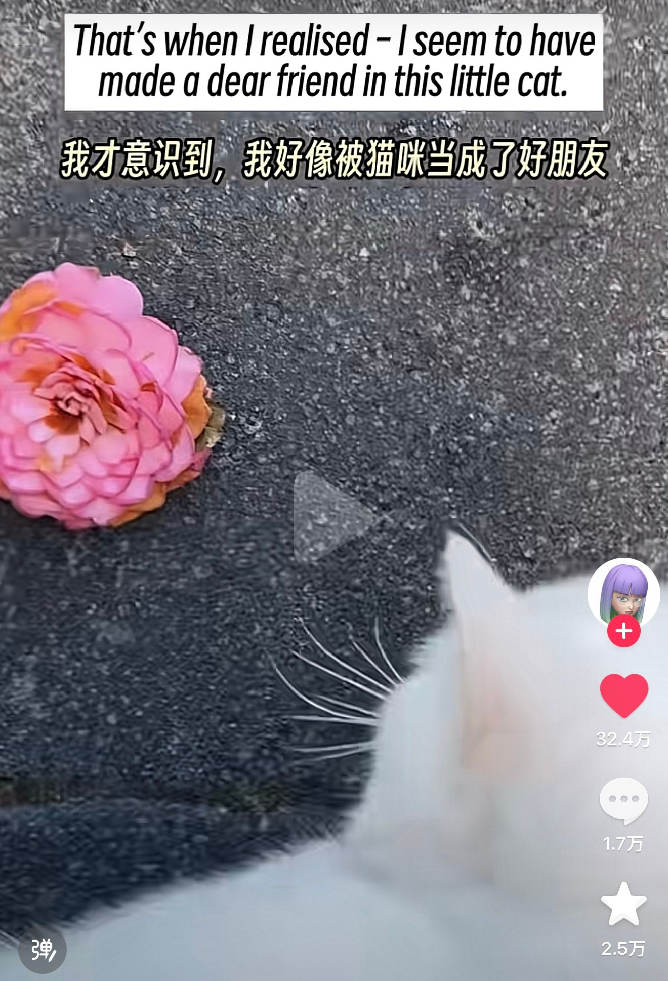 猫把自己的玩具、路边小花、掉落的树叶、甚至打猎来的恐怖生物放到你的房门前或者枕边