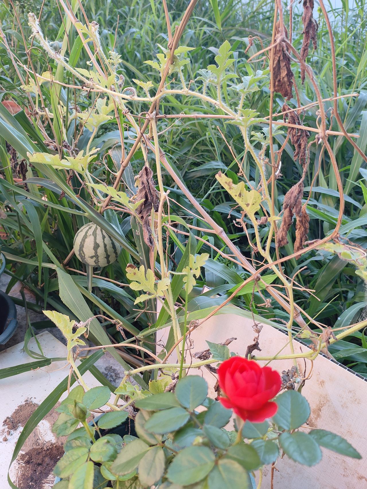 ，什么花都行1. 草丛藏着一朵红玫瑰，不与群芳争艳，安安静静地自在绽放。
​
2