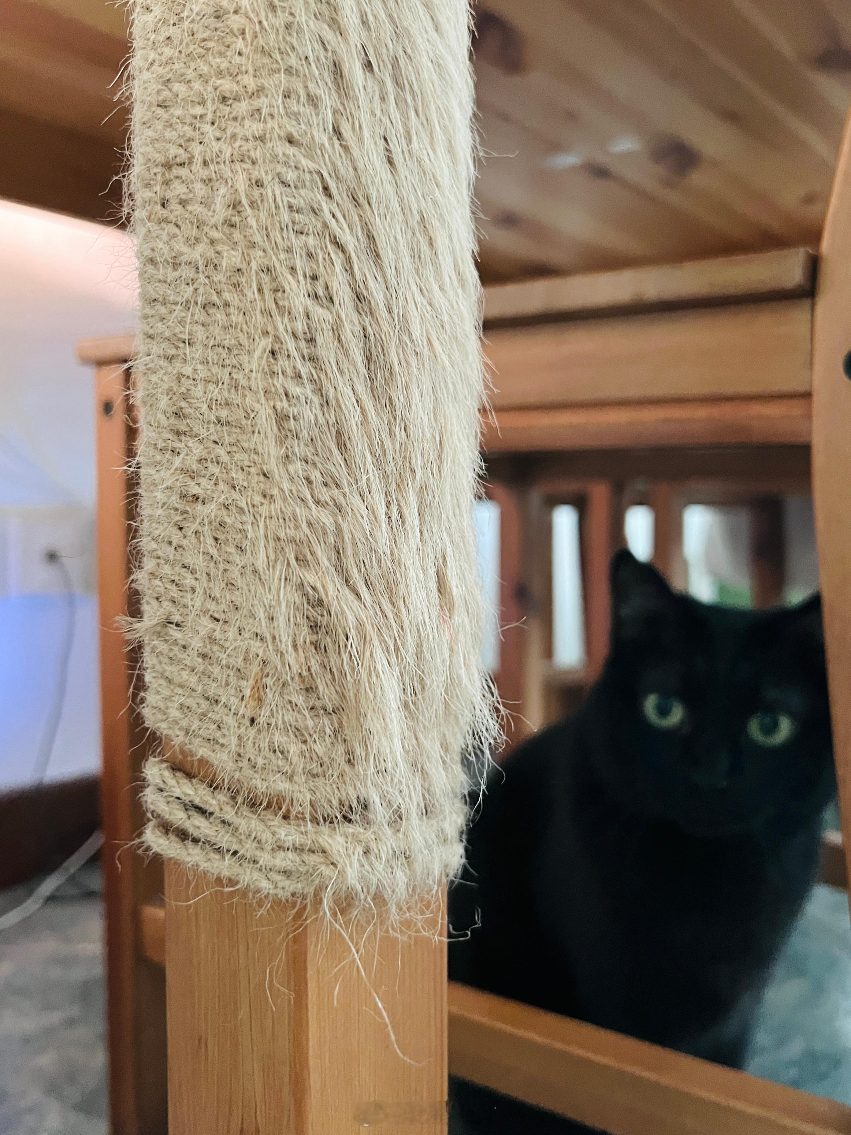 也是很賣力的磨爪惹～～#蝦蝦不可以太可愛# ​​​