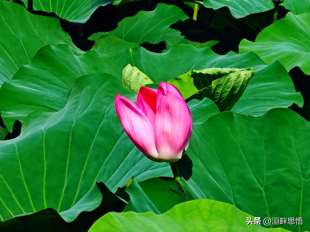 荷花盛开，绿叶相衬，好美！