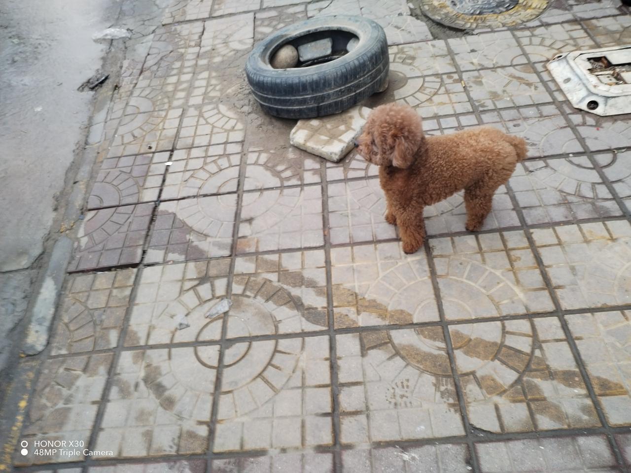 分享一张你家宠物的照片