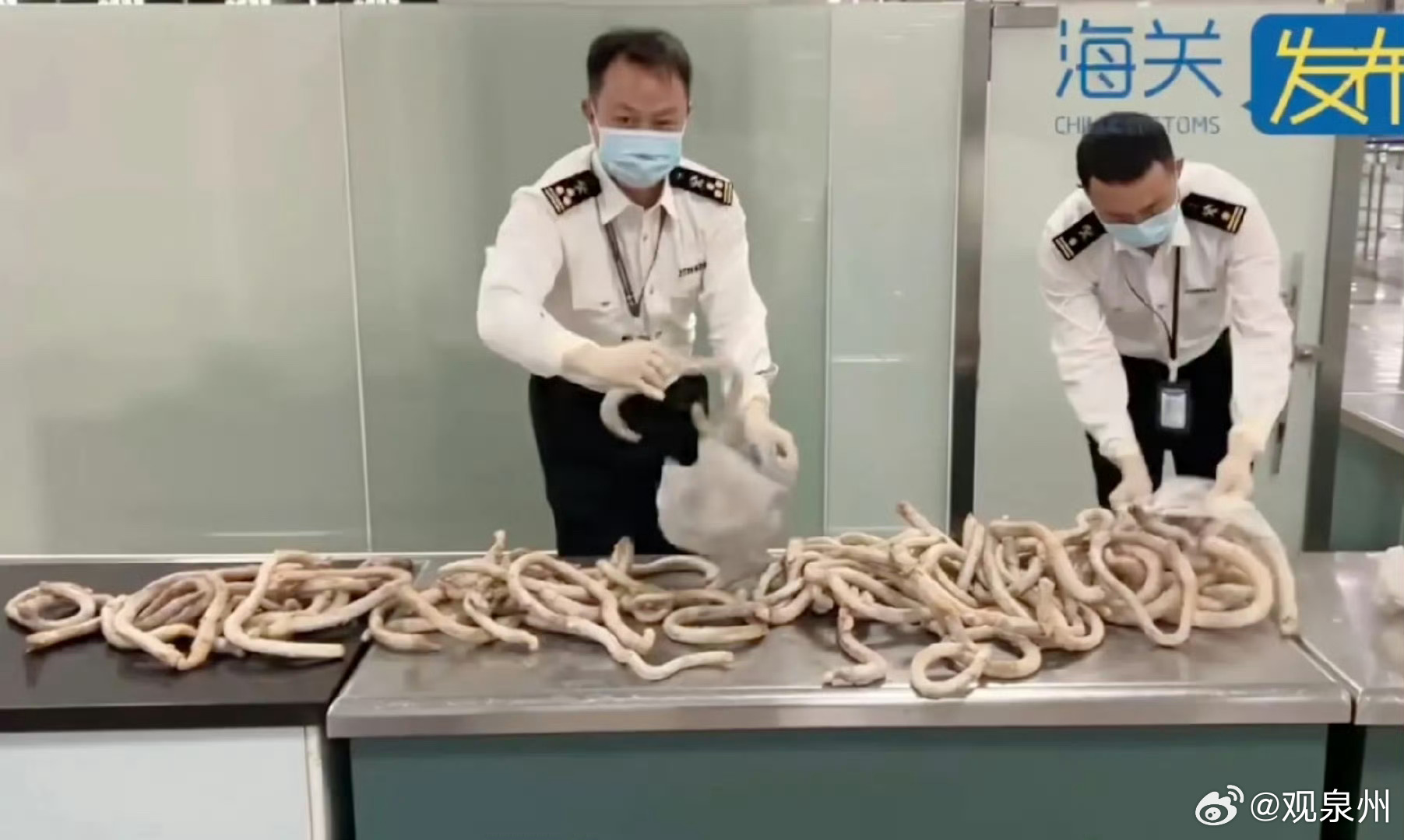 福建一男子扛32斤牛鞭入境被查获 近日，在福建厦门高崎机场抓到一名男子把32.1