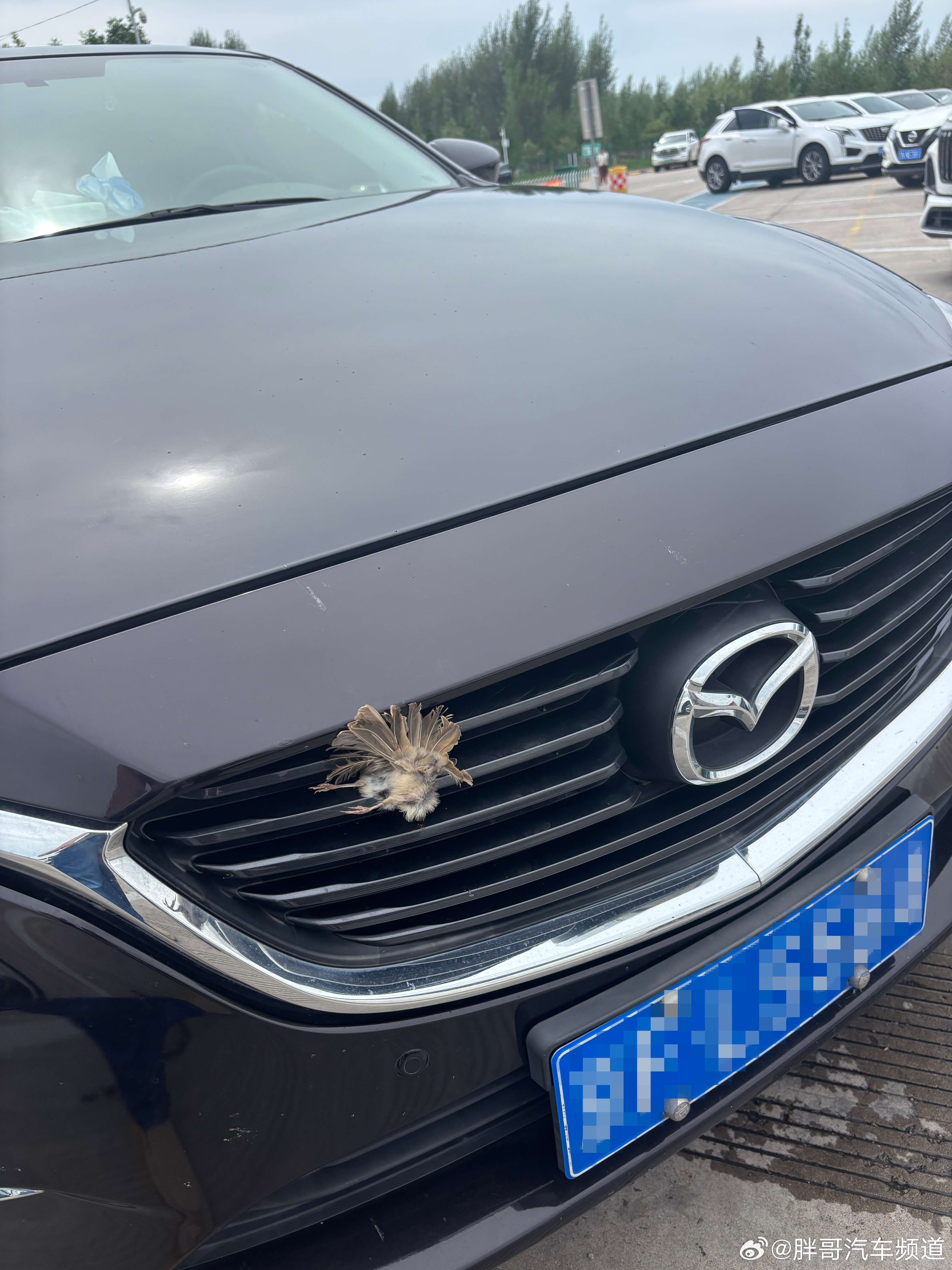 胖哥汽车频道 小鸟没有一丝犹豫，直直扎进车里...交通安全 大v聊车