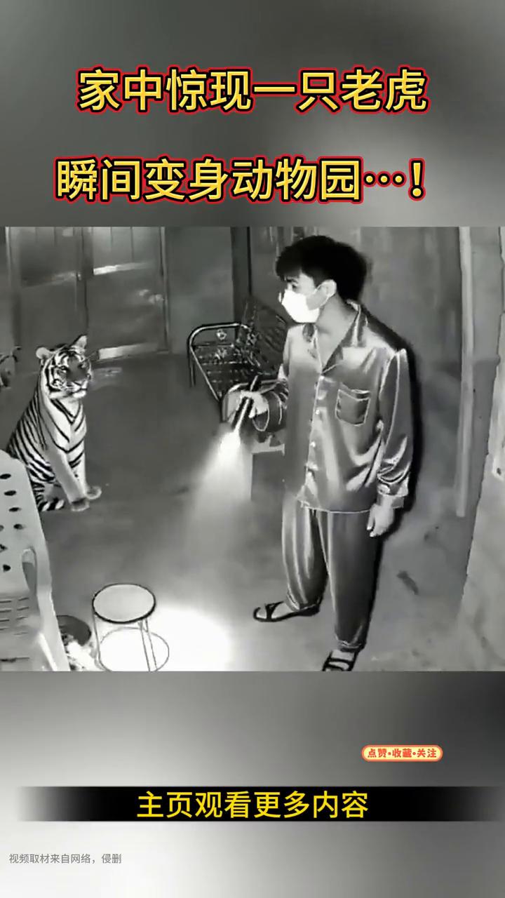 家中惊现一只老虎，瞬间变身动物园。
点赞、收藏、关注，主页观看更多内容。视频取材